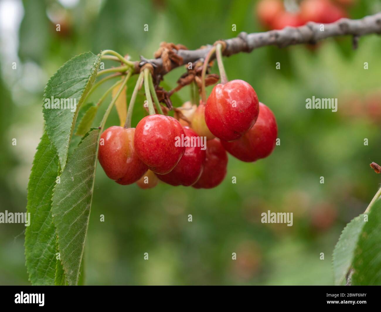 Ripening of sweet cherries on the tree Stock Photo