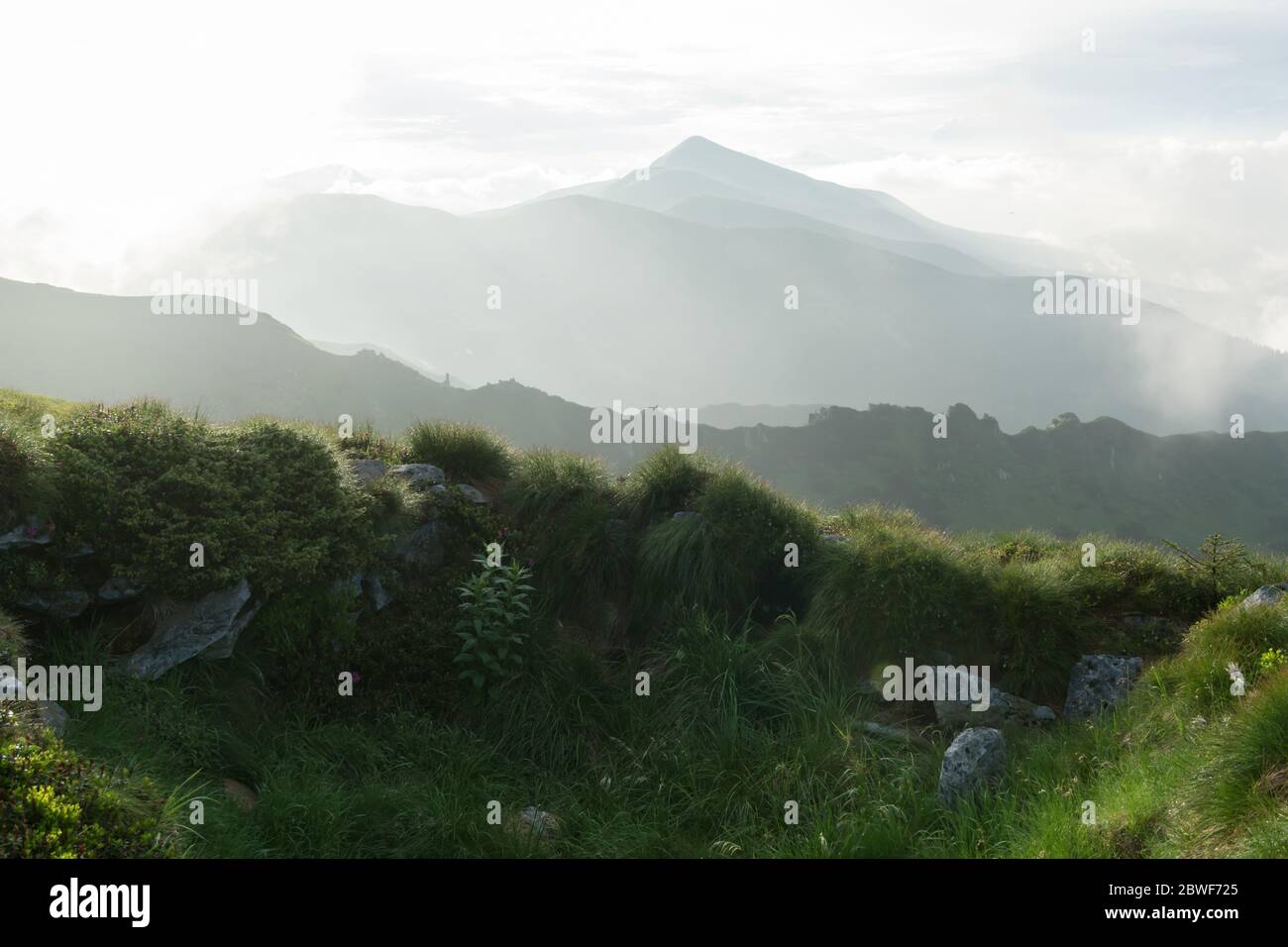 Lush green grass covered mountains meadow in summer time. Soft sunrise ...