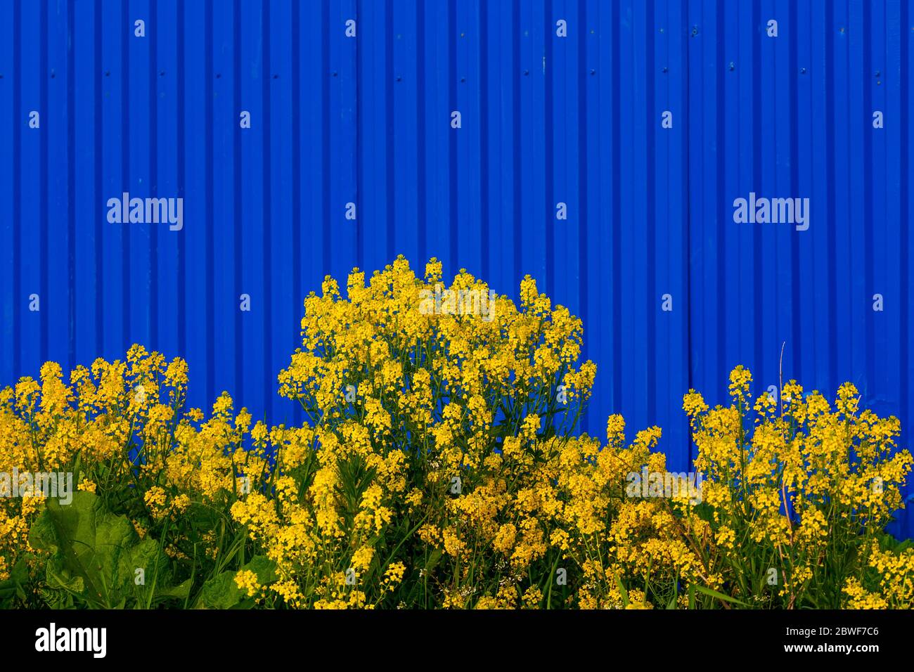 Blue Rockets Flower Blue rocket plant flora hi-res stock photography and images - Alamy