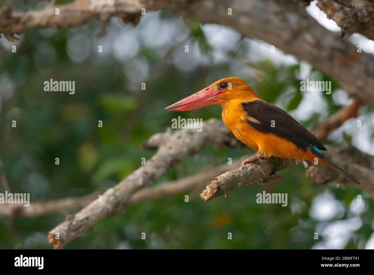 Birds in odisha hi-res stock photography and images - Alamy Birds in odisha hi-res stock photography and images - Alamy