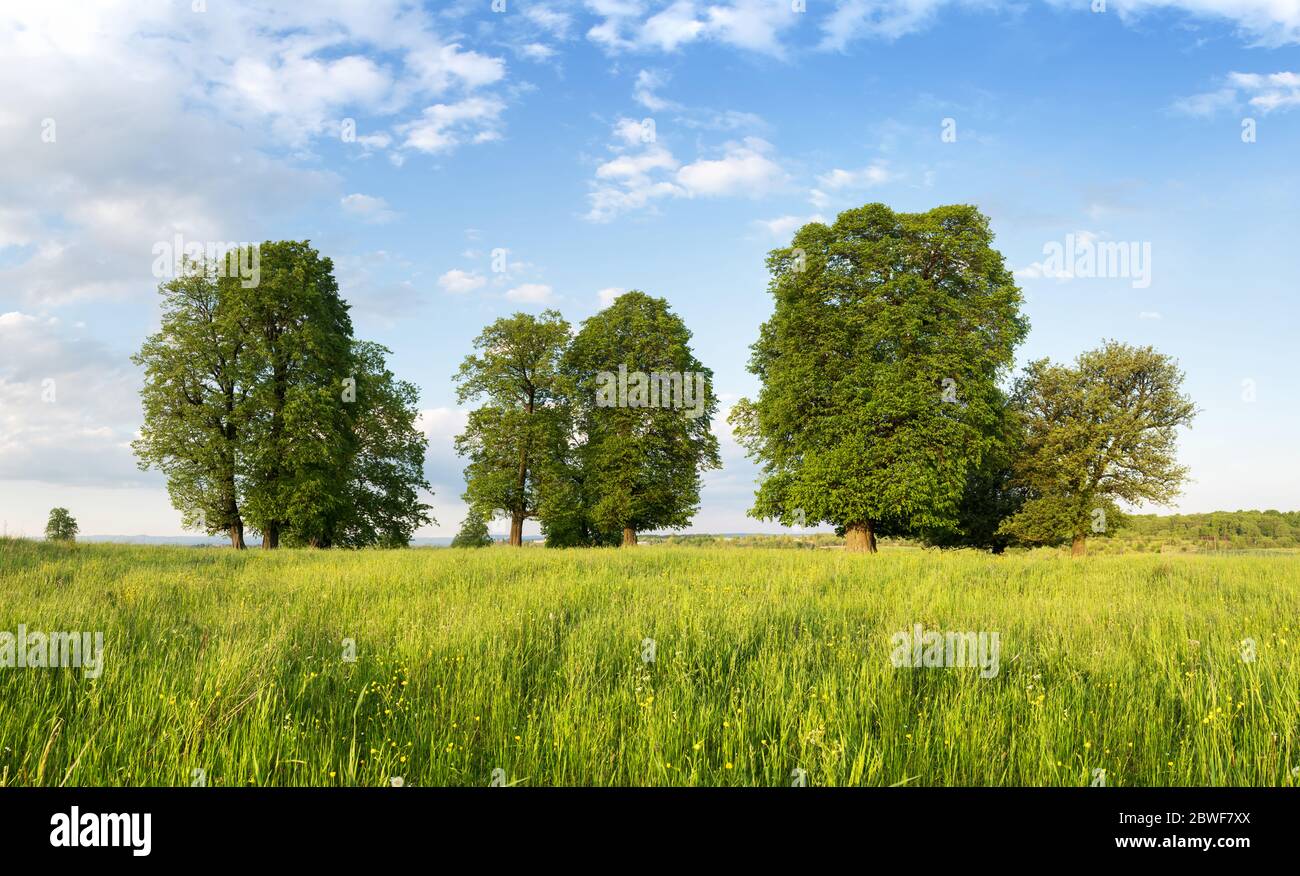 Lush green grass trees blue hi-res stock photography and images - Alamy