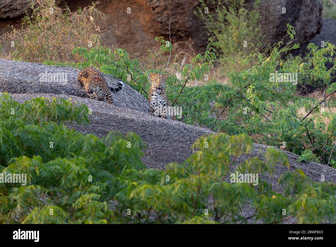 Indian leopard or Panthera pardus fusca in Bera Rajasthan, India Stock Photo