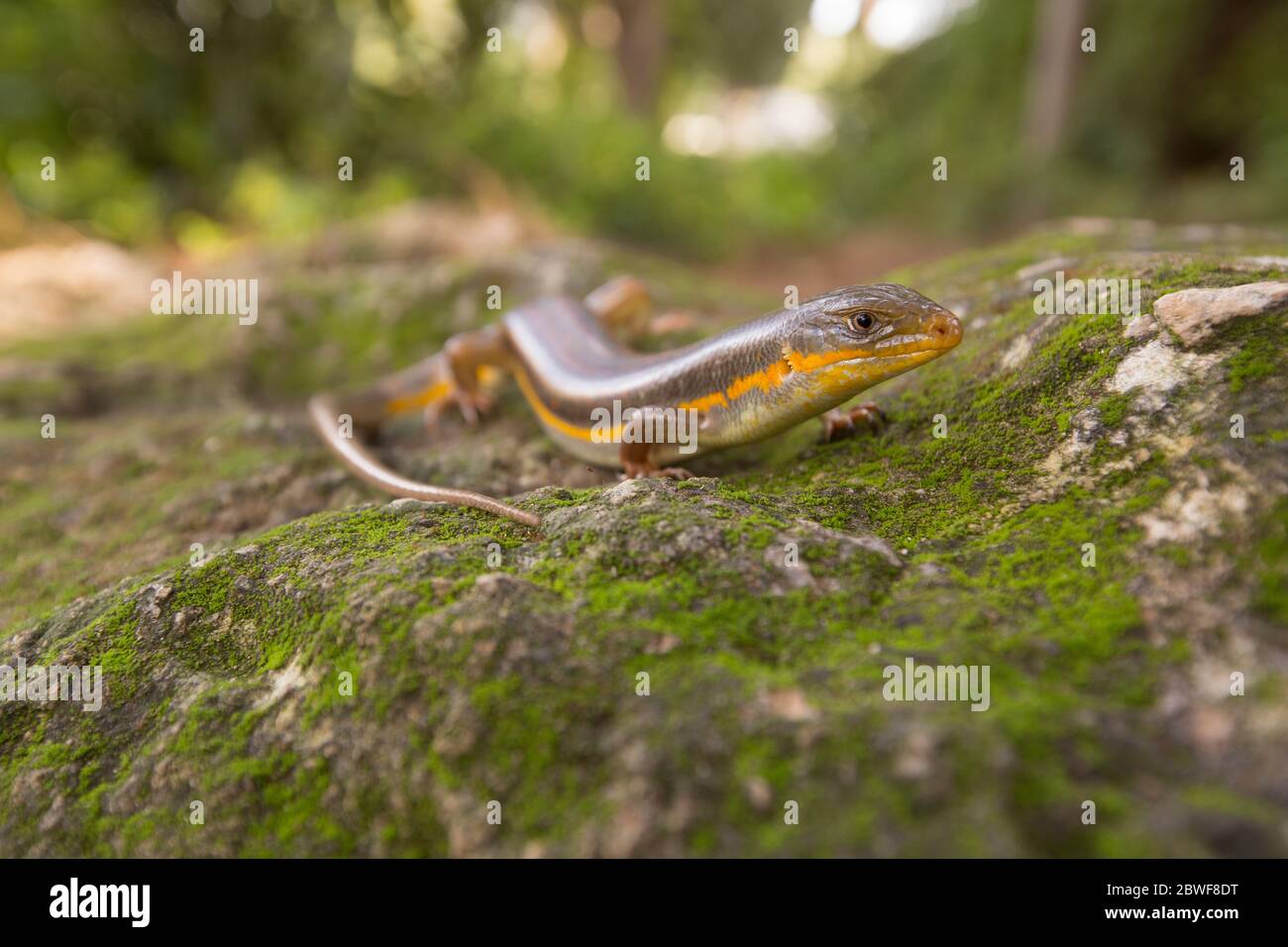 Bridled mabuya or Bridled skink (Trachylepis vittata) climbs a tree Photographed at the Ein Afek nature reserve, Israel in February Stock Photo