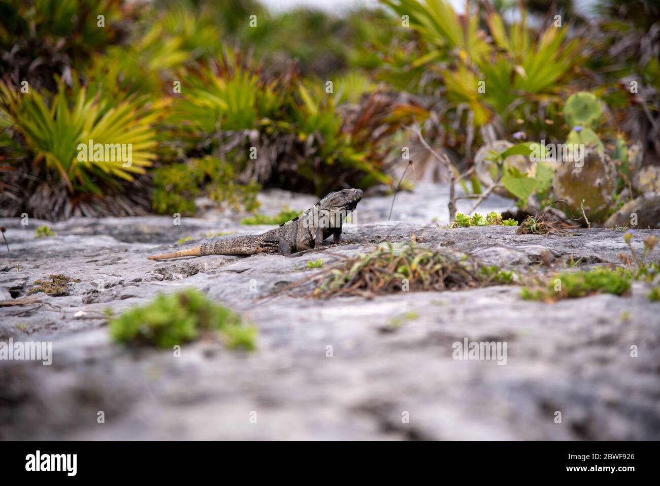 Iguana sits on a stone floor and relaxes under the Mexican sun near the beach (popular travel destination, maybe after the Corona crisis) - Tulum, Mex Stock Photo