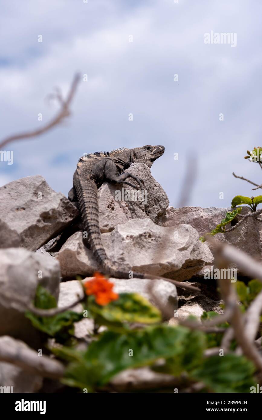Iguana sits on a stone and relaxes under the Mexican sun near the beach and beautiful flowers (popular travel destination) - Tulum, Mexico Stock Photo