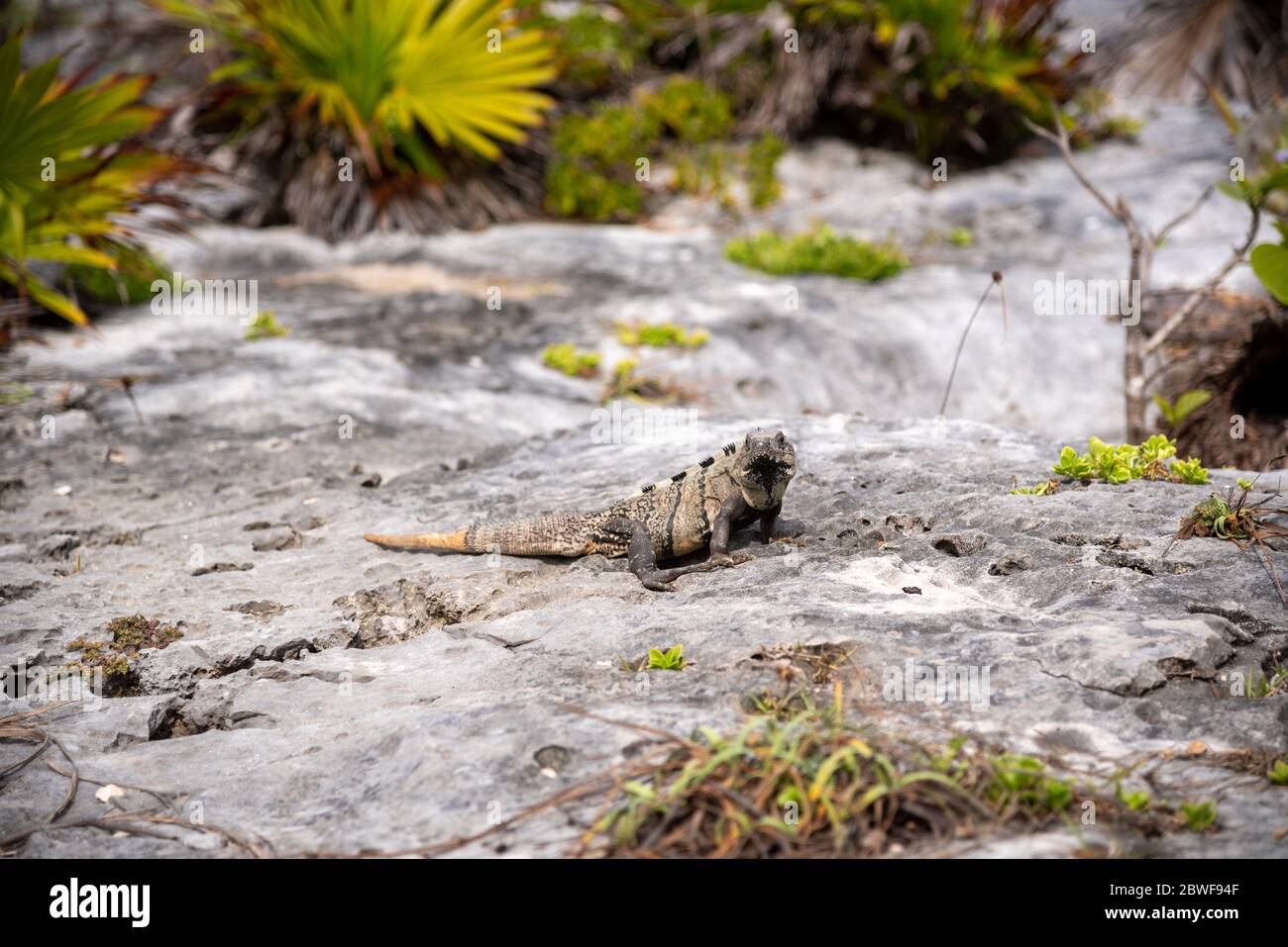Iguana sits on a stone floor and relaxes under the Mexican sun near the beach (popular travel destination, maybe after the Corona crisis) - Tulum, Mex Stock Photo