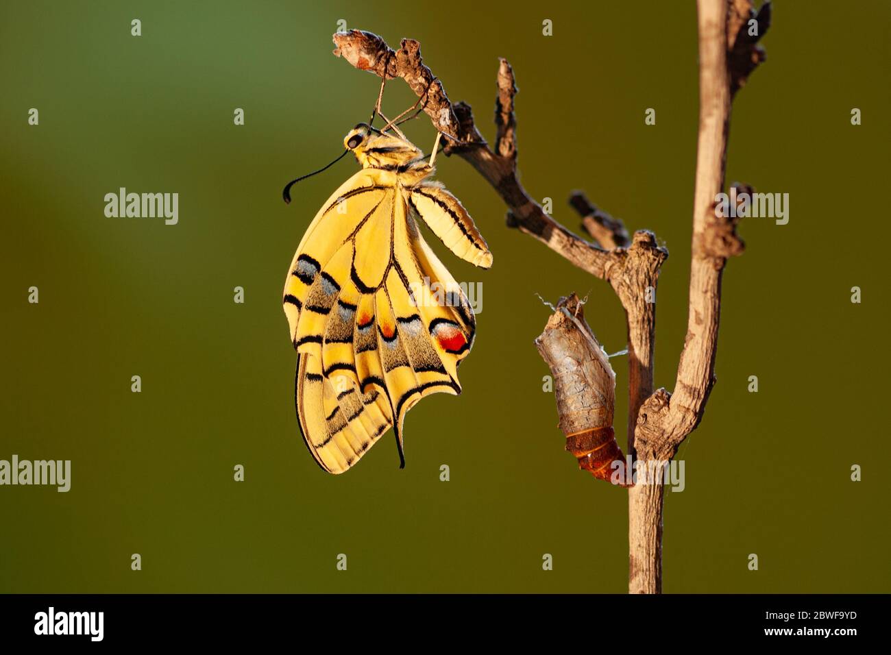 A butterfly has emerged from its Pupa. Old World Swallowtail (Papilio machaon) AKA Common yellow swallowtail Butterfly on a flower Photographed in Isr Stock Photo