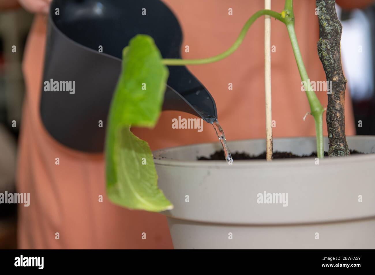 Watering cucumber plant in a pot Stock Photo