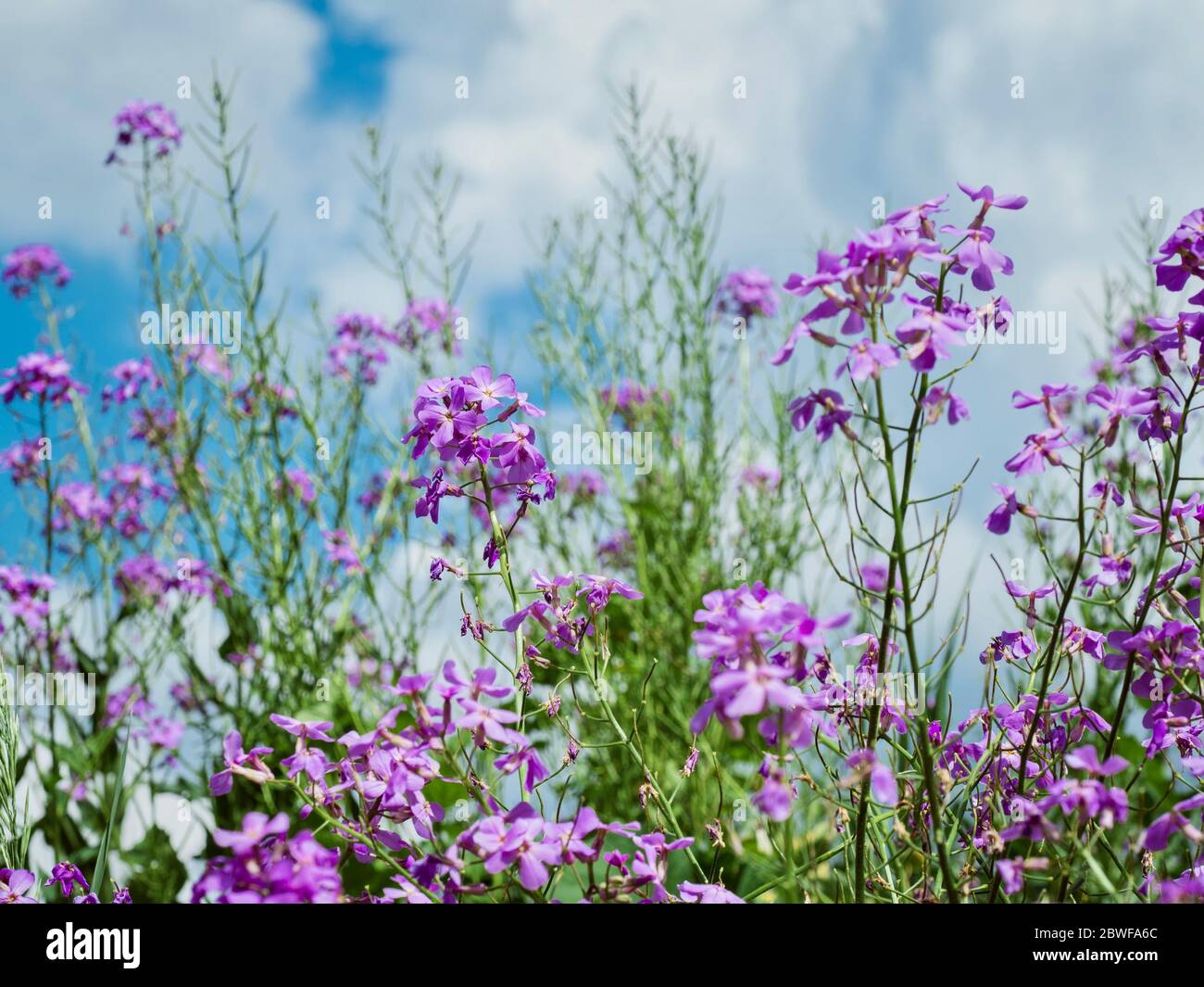 Wildflowers up close hi-res stock photography and images - Alamy