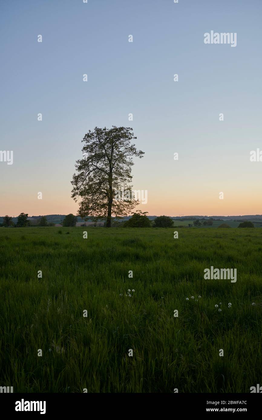 Lone tree silhouetted against a sunset, UK Stock Photo - Alamy