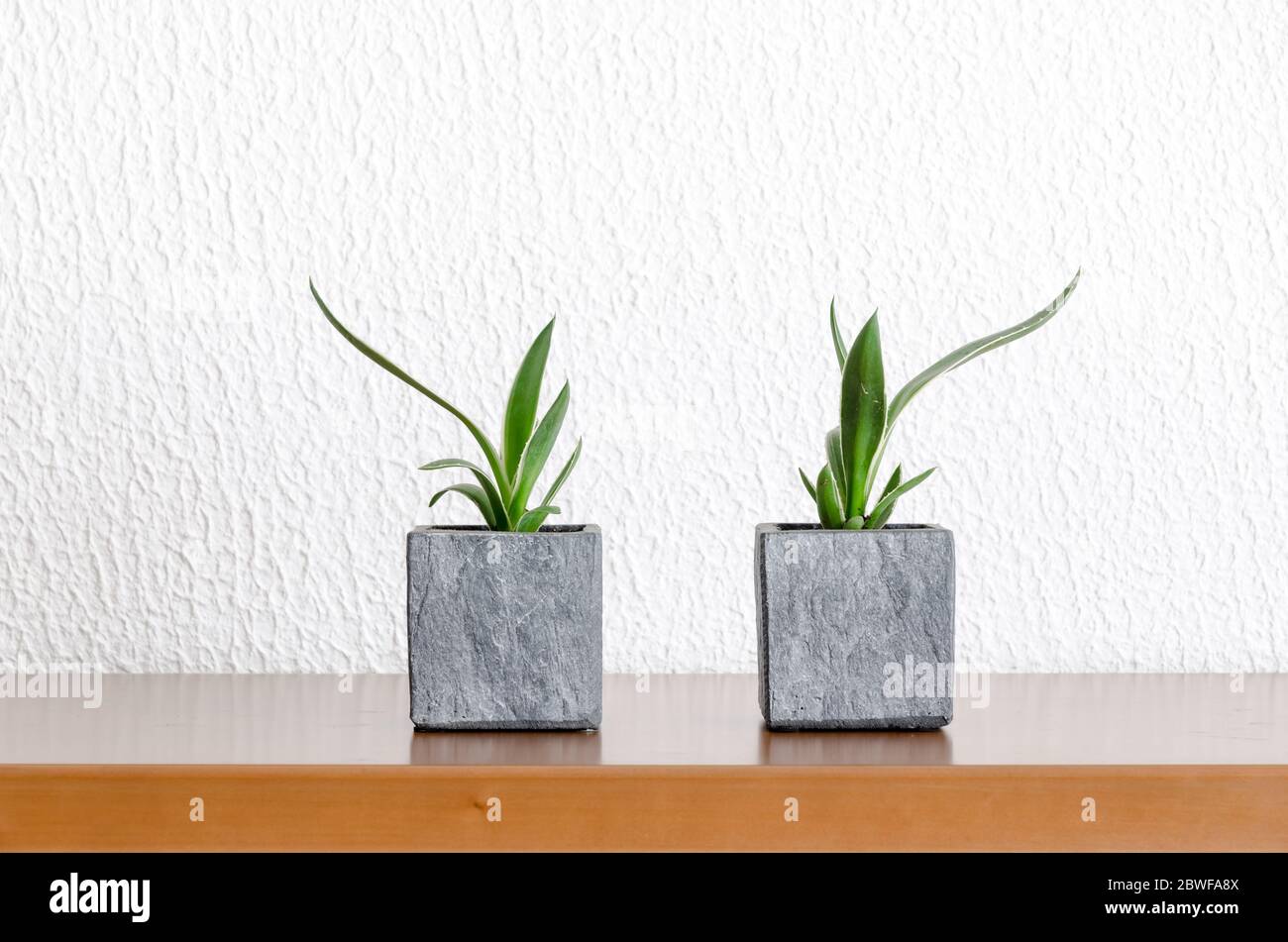 Simple and minimalistic still life with green plants in a plant pot or flowerpot on a wooden desk or table, interior decoration, indoors, front view Stock Photo