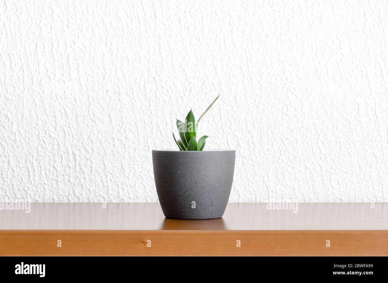 Simple and minimalistic still life with green plant in a plant pot or flowerpot on a wooden desk or table, interior decoration, indoors, front view Stock Photo