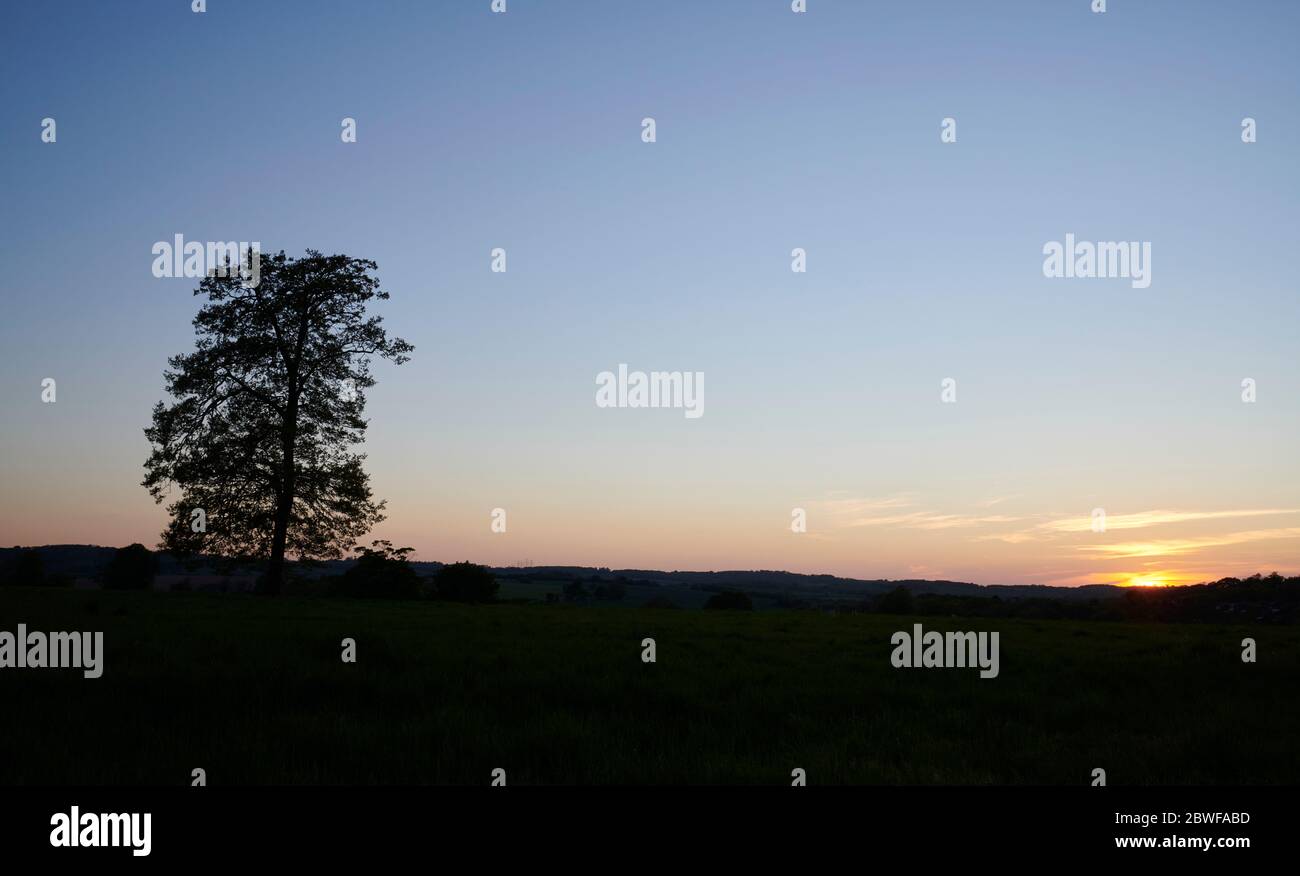 Lone tree silhouetted against a sunset, UK Stock Photo - Alamy