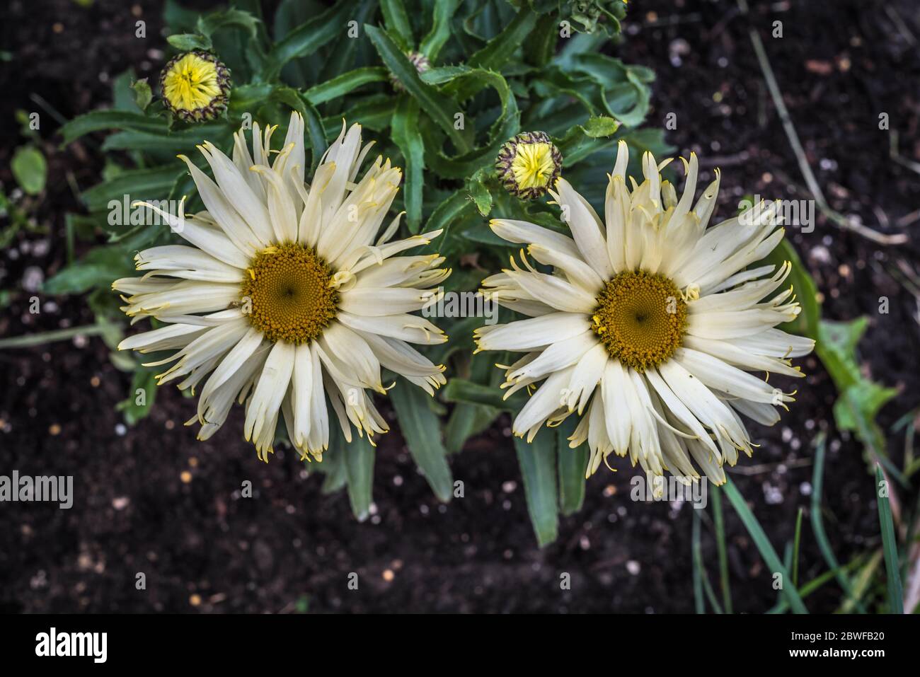 Shasta Daisy flowers. Leucanthemum x superbum Real Glory Stock Photo