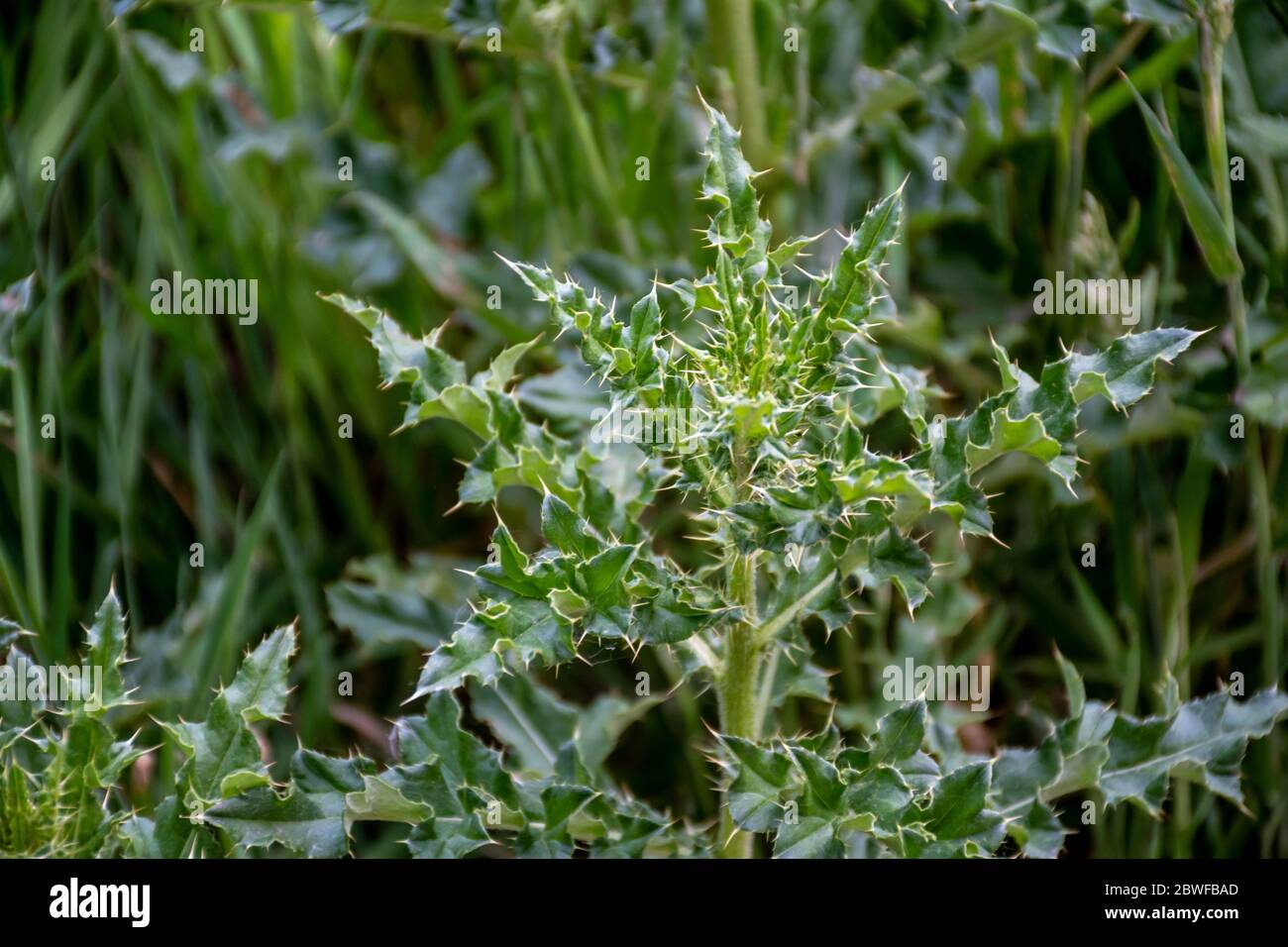 A tall stinging nettle in Glasgow, Scotland Stock Photo
