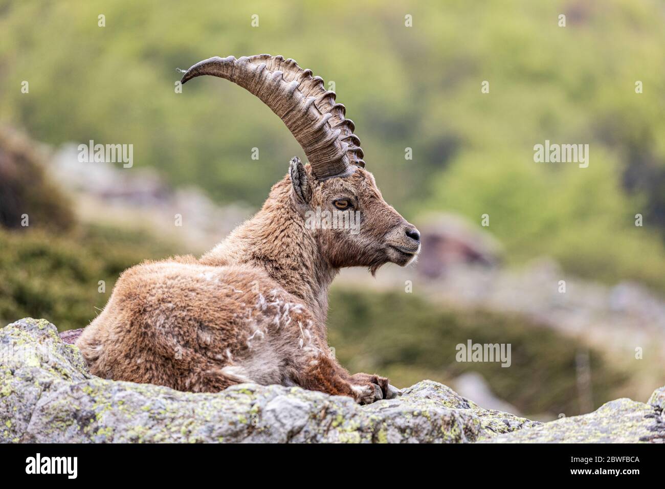 Ibex ( Capra Ibex ) Stock Photo