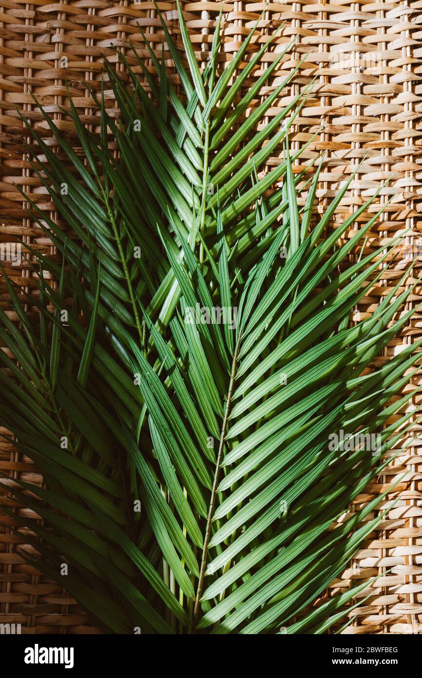 Rattan Palm High Resolution Stock Photography and Images - Alamy