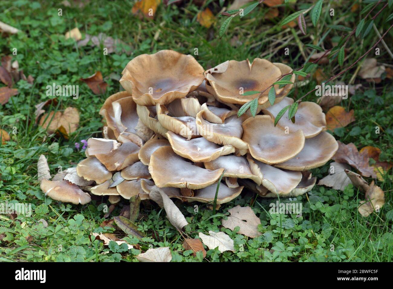 A lot of mushrooms in the forest Stock Photo