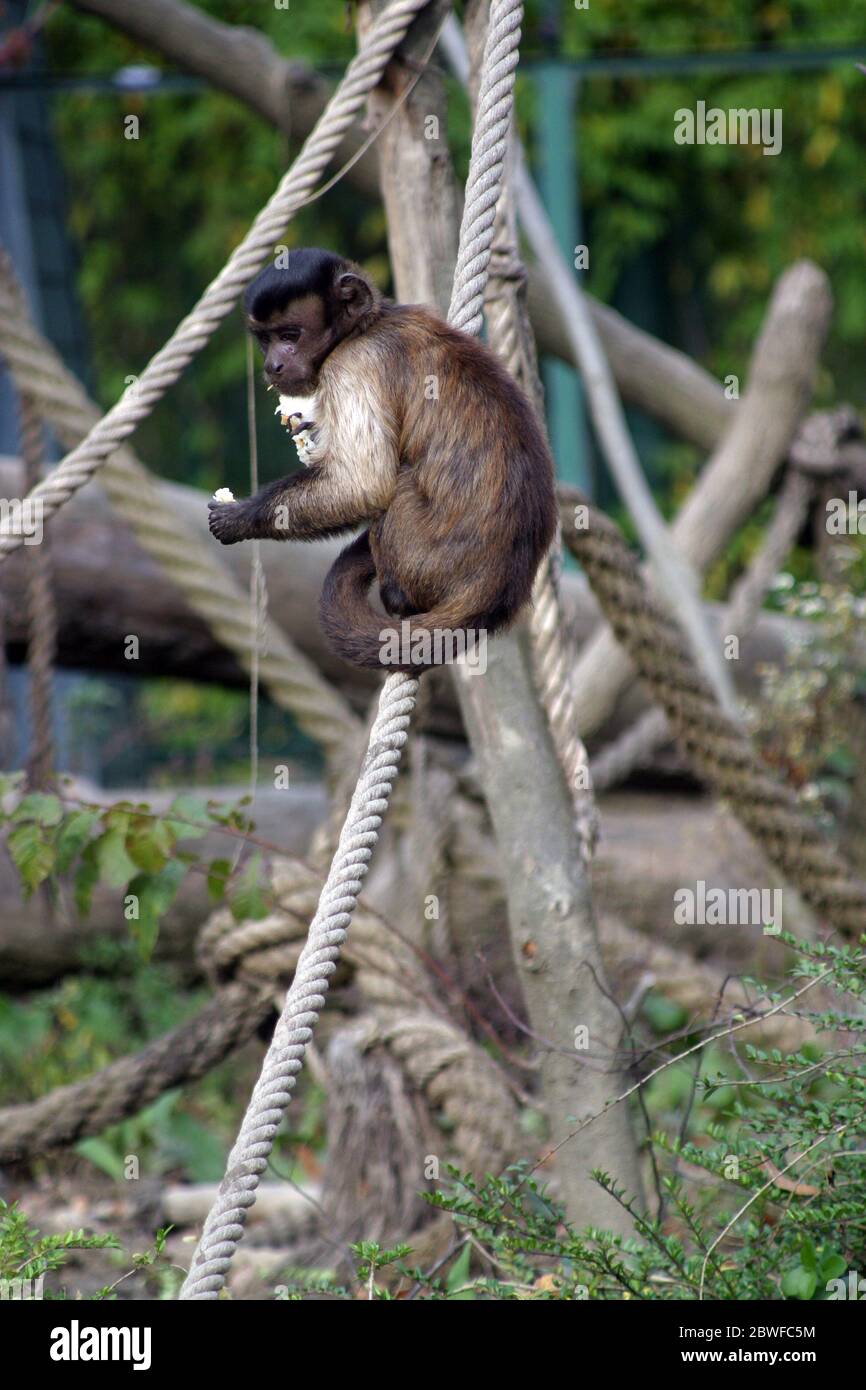 Monkey fed by tourists in Zagreb ZOO, Croatia Stock Photo