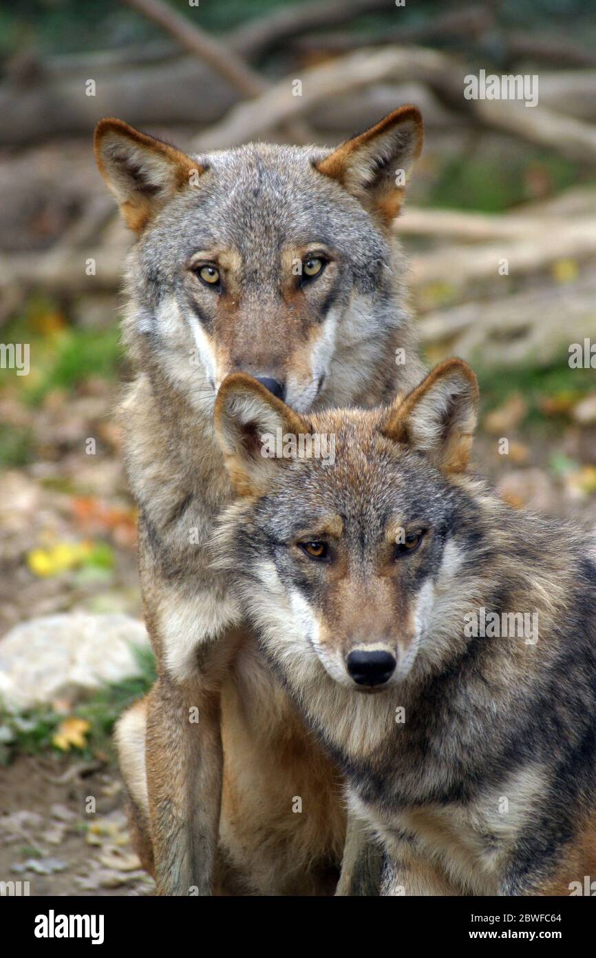 The wolf plays and poses in autumn colors at the Zagreb Zoo, Croatia Stock Photo