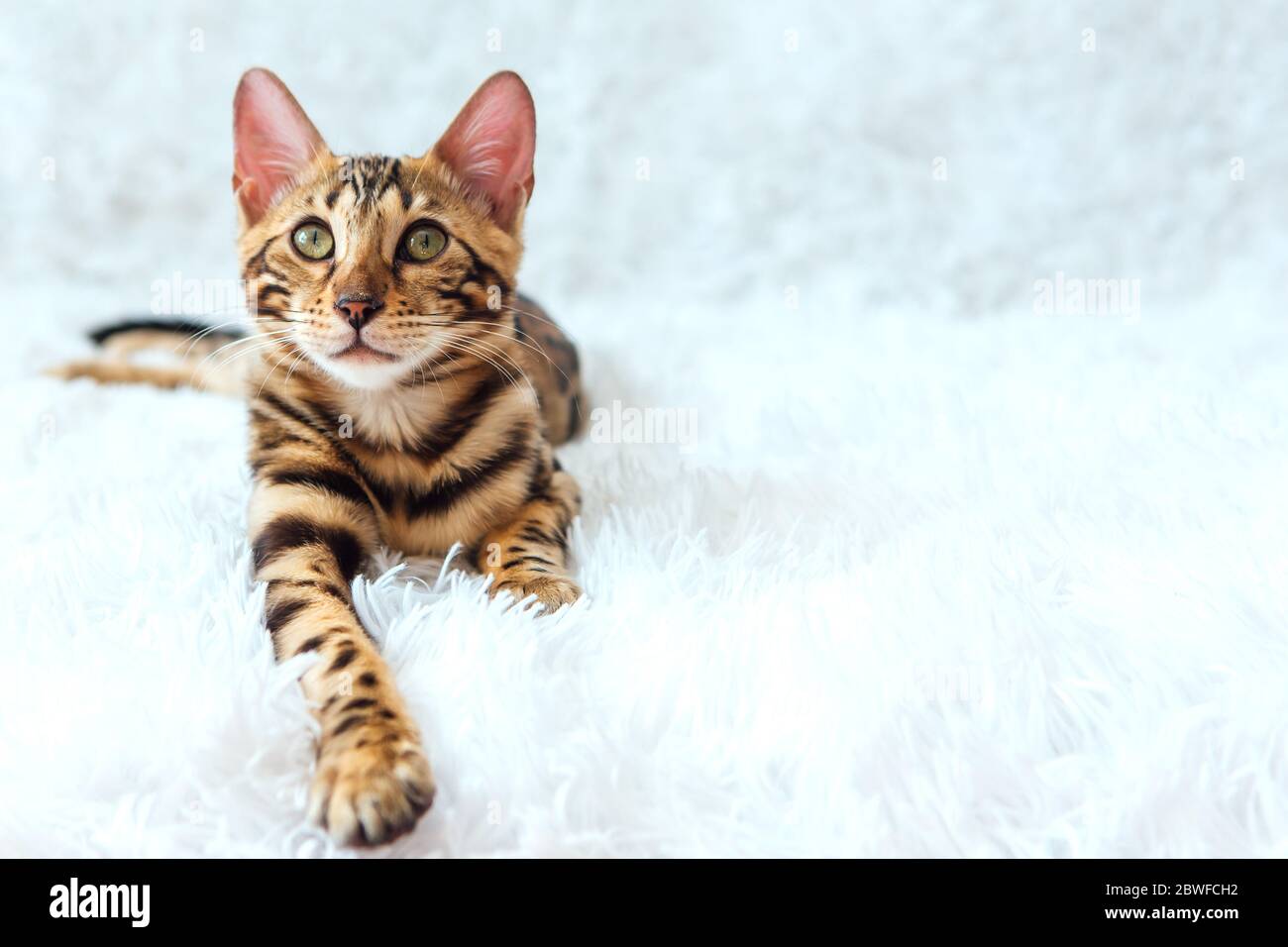 Young bengal kitty cat laying on the white background Stock Photo - Alamy