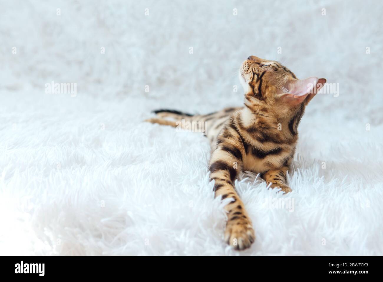 Young bengal kitty cat laying on the white background Stock Photo - Alamy