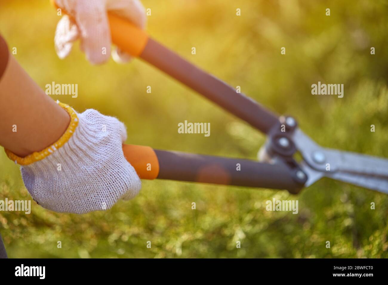 Hands of grower in white gloves are pruning the overgrown green shrub