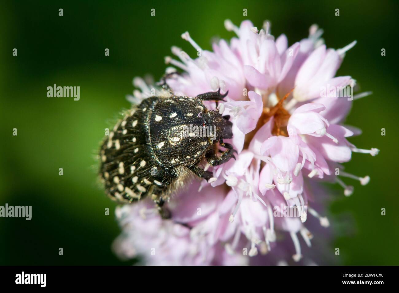 Oxythyrea funesta (white-spotted rose beetle / Trauer-Rosenkäfer) Stock Photo