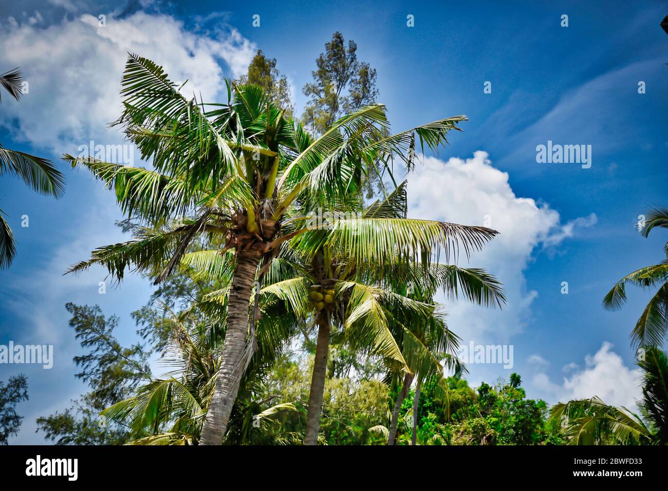 Giant stunning coconut palm tree with coconuts on it under the beautiful bright blue sky Stock Photo