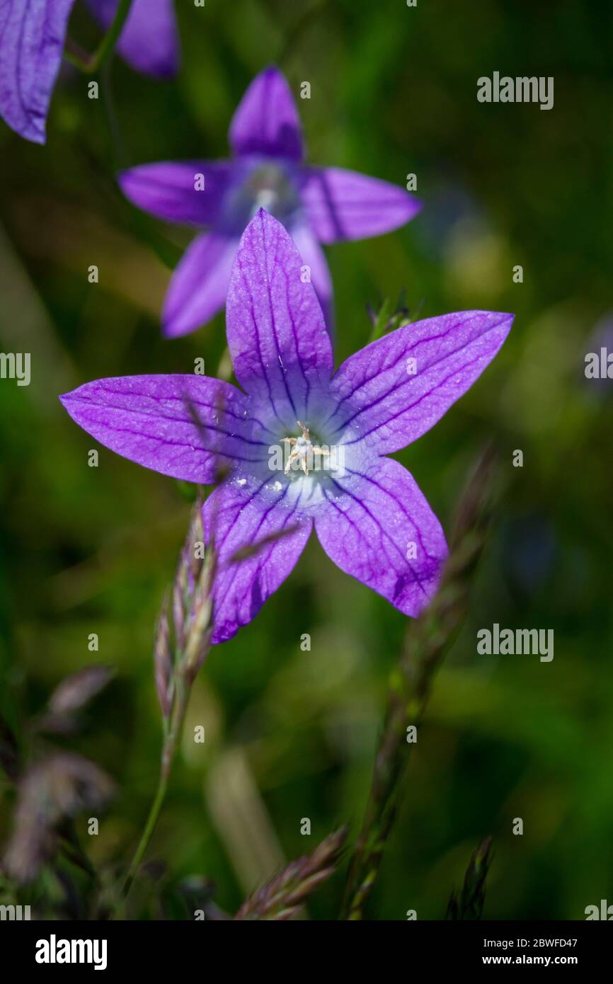 Campanula patula (Spreading bellflower / Wiesen-Glockenblume) Stock Photo