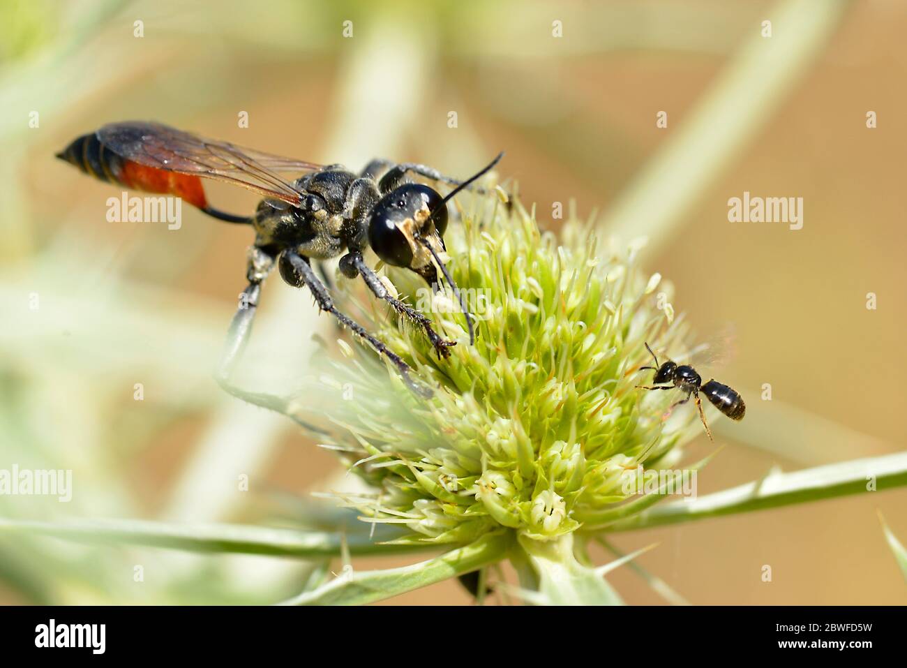 Macro Redbanded sand wasp (Ammophila) seen from front on thistle