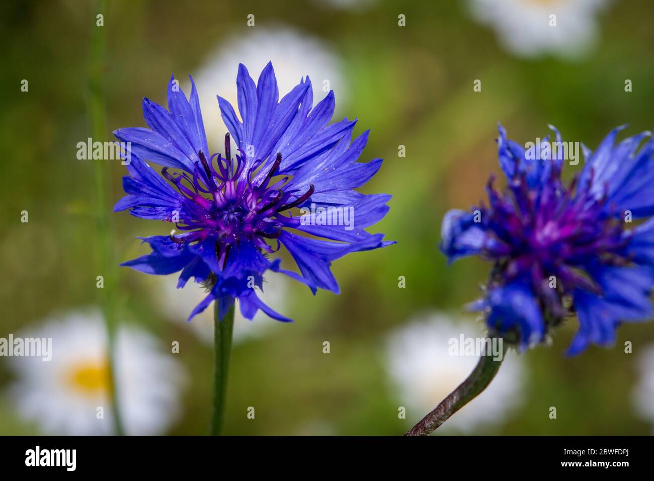 Centaurea cyanus (blue cornflower) Stock Photo