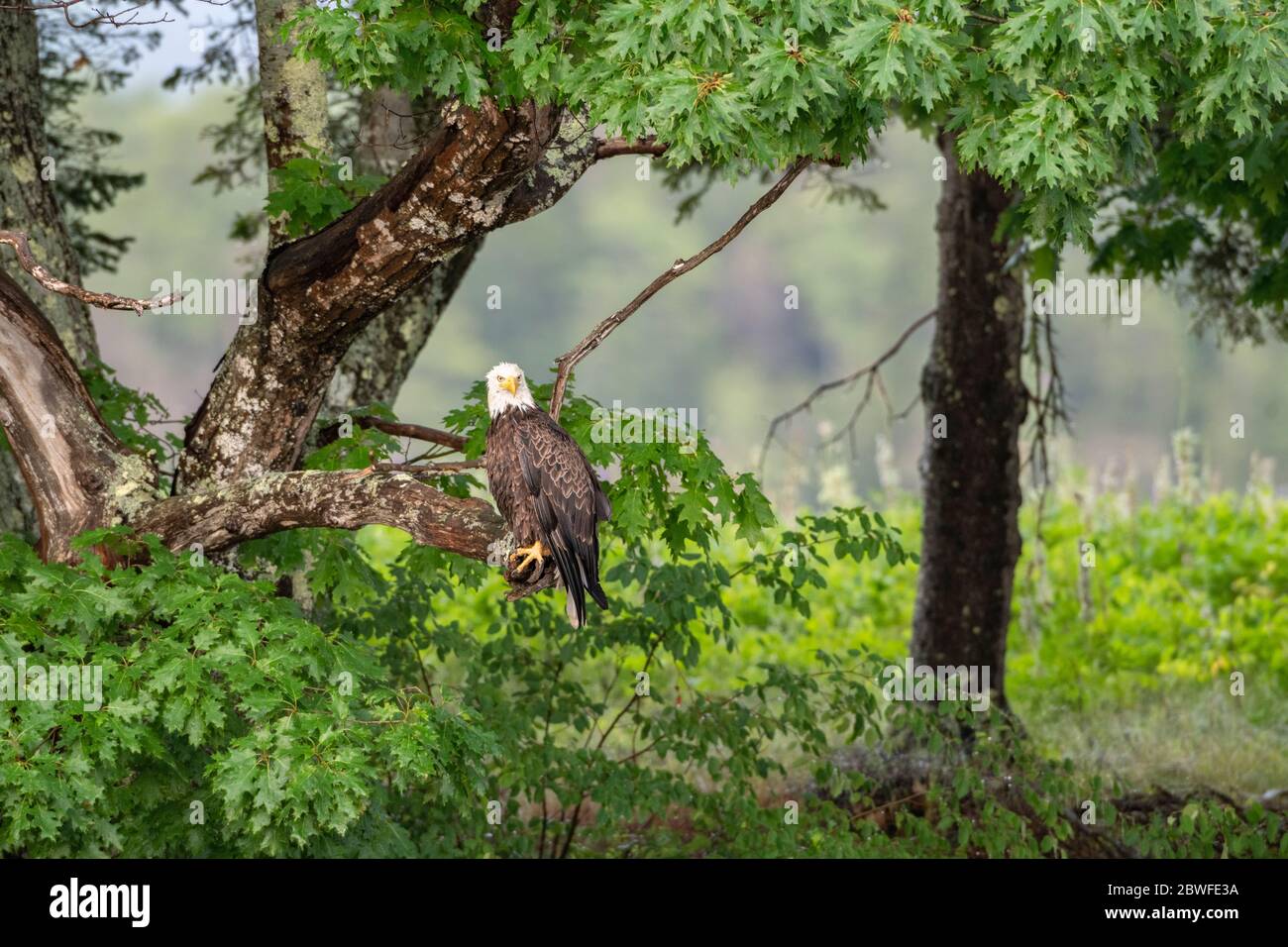 Bald Eagle (Haliaeetus leucocephalus). Acadia National Park, Maine, USA. Stock Photo