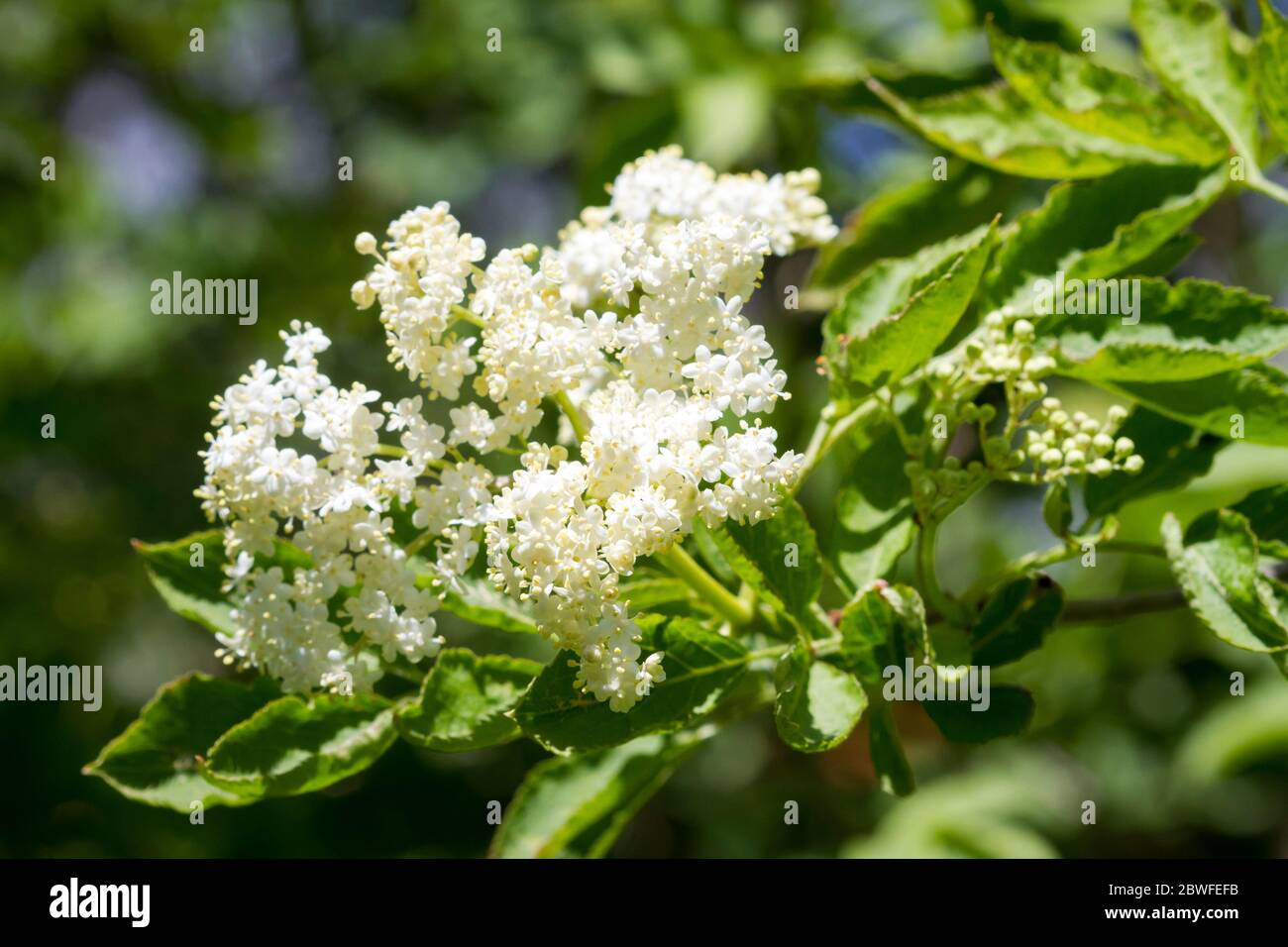 Elder blossom hires stock photography and images Alamy