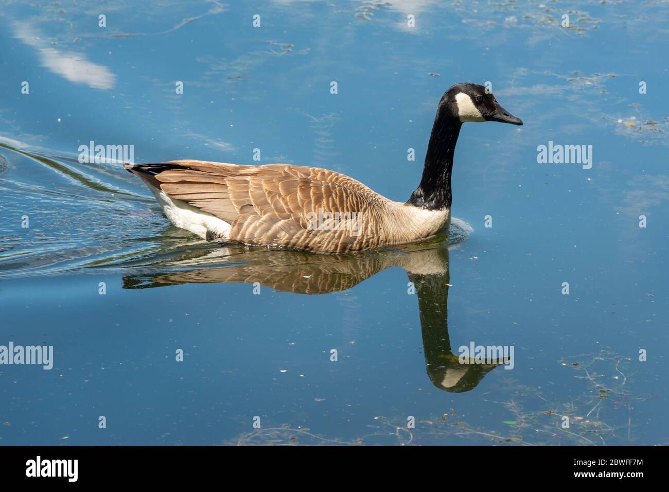 Canada goose (Branta canadensis) on a lake in spring Stock Photo