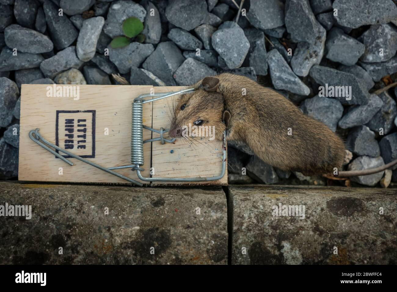 Dead mouse caught in snap trap outdoors, closeup Stock Photo - Alamy