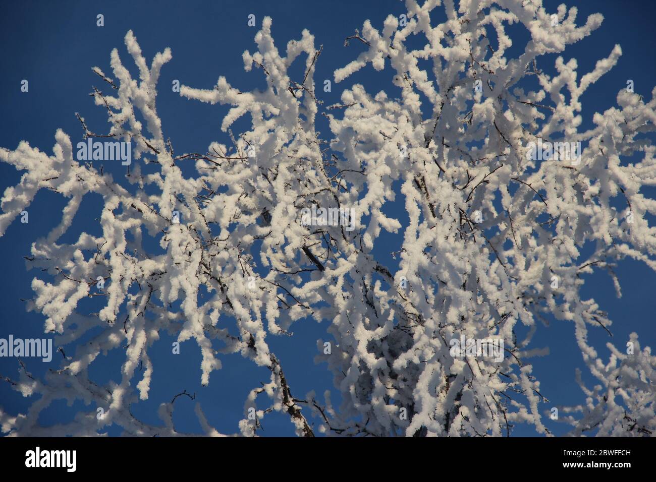 Snow and ice crystalised on tree branches to look like spring blossoms ...