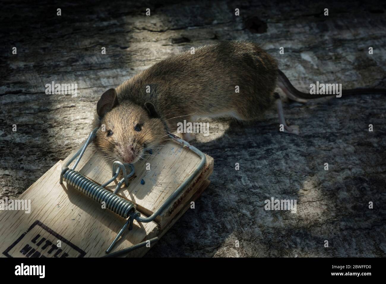 Dead mouse caught by spring trap baited with grain bait Stock Photo