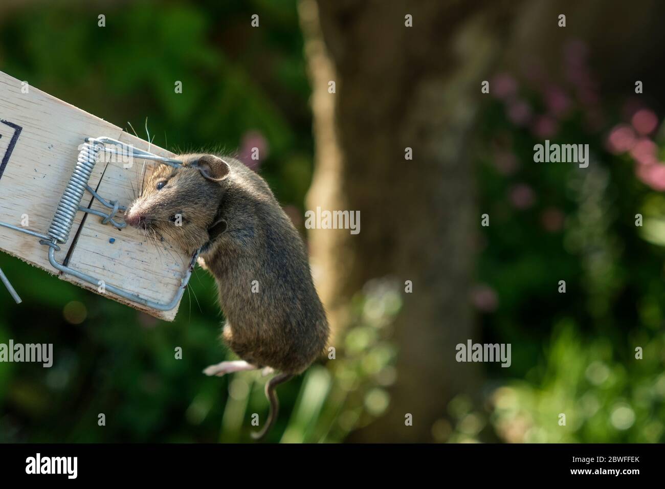 Dead mouse caught by spring trap baited with grain bait Stock Photo