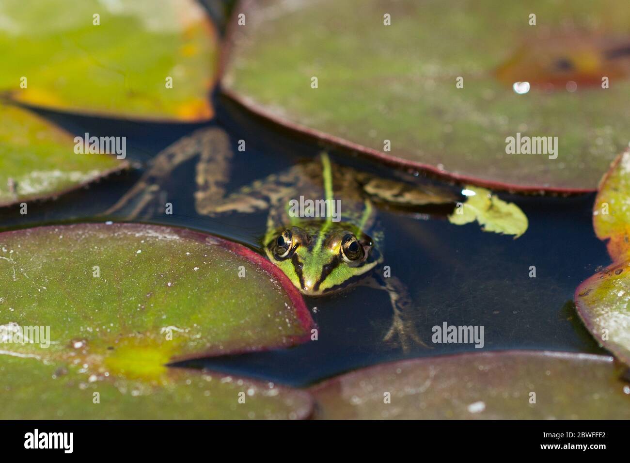 frog in a lake Stock Photo Alamy