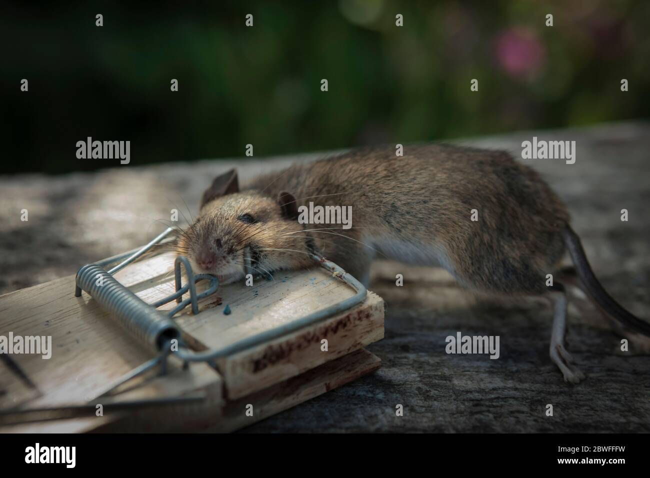 Dead mouse caught by spring trap baited with grain bait Stock Photo