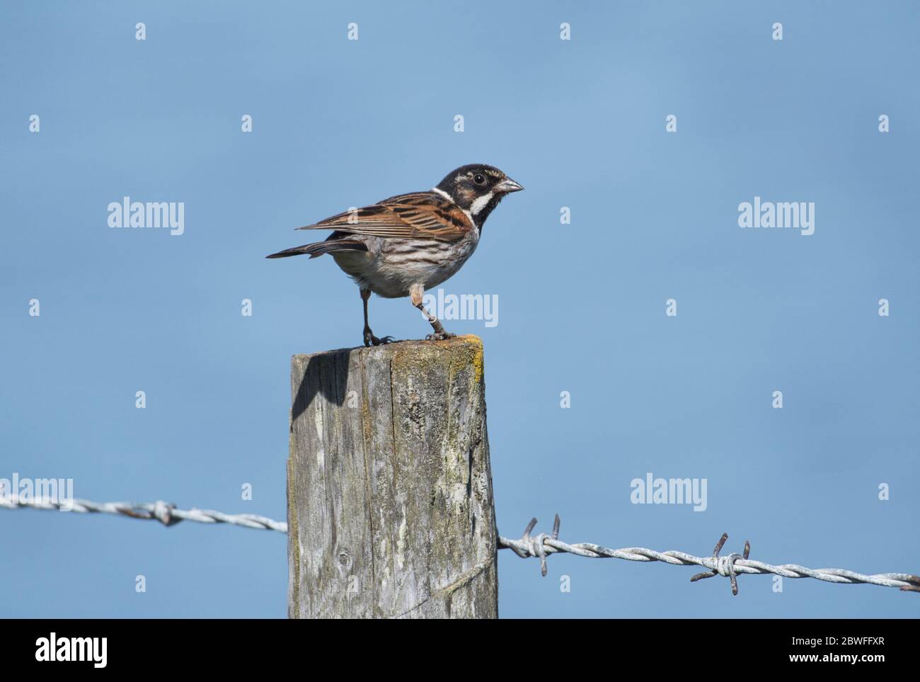 Male reed bunting (Emberiza schoeniclus) on wooden fence post Stock Photo
