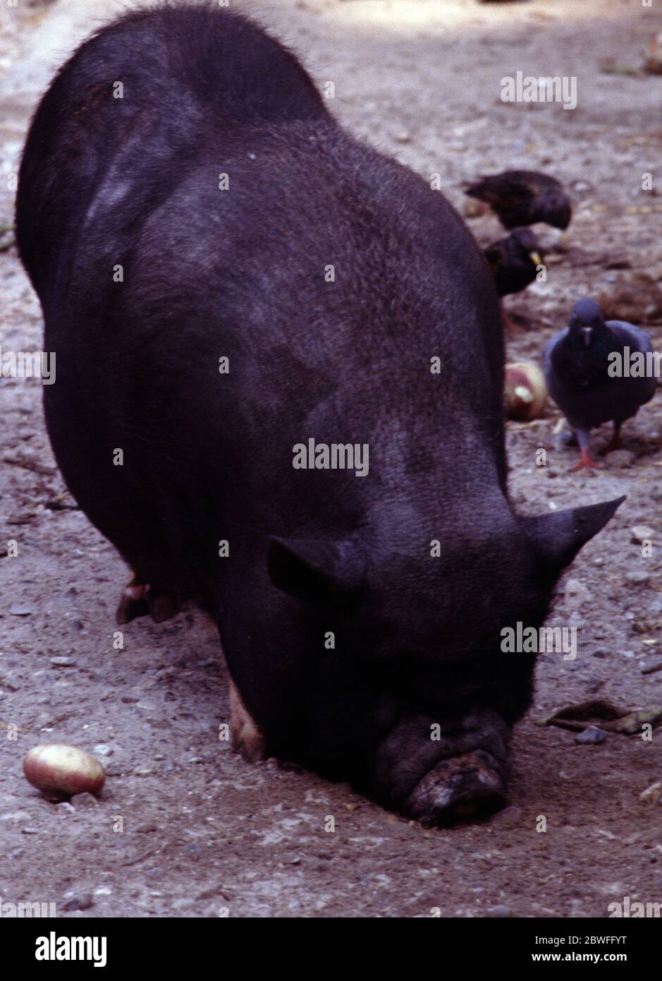 Vietnamese Pot-bellied pig (Sus scrofa) Stock Photo