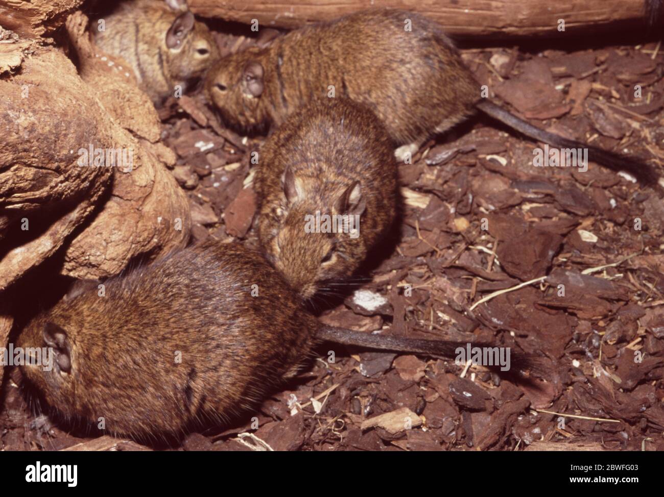 Degu, Octodon degus Stock Photo