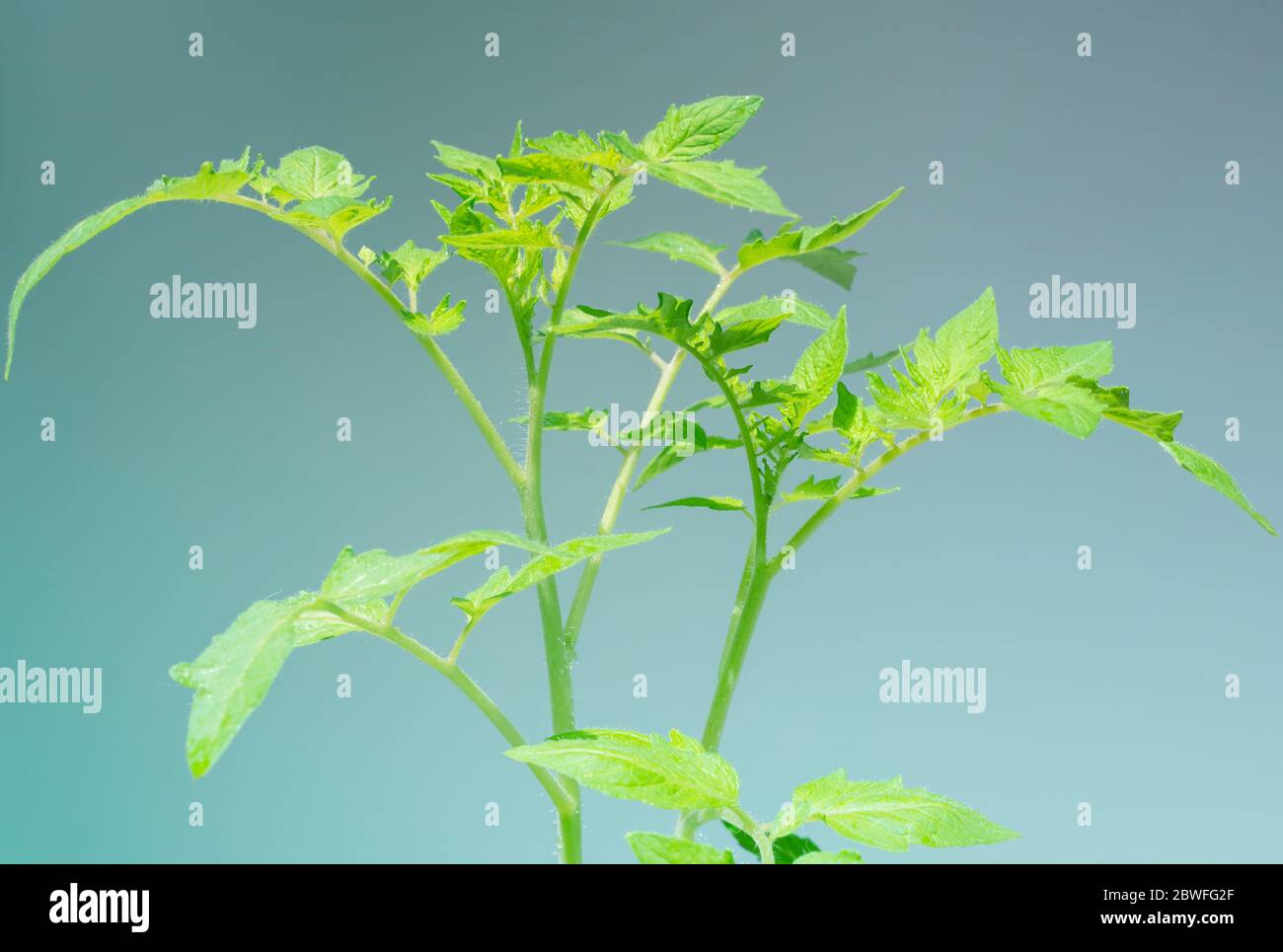 Tomato young plant hi-res stock photography and images - Alamy