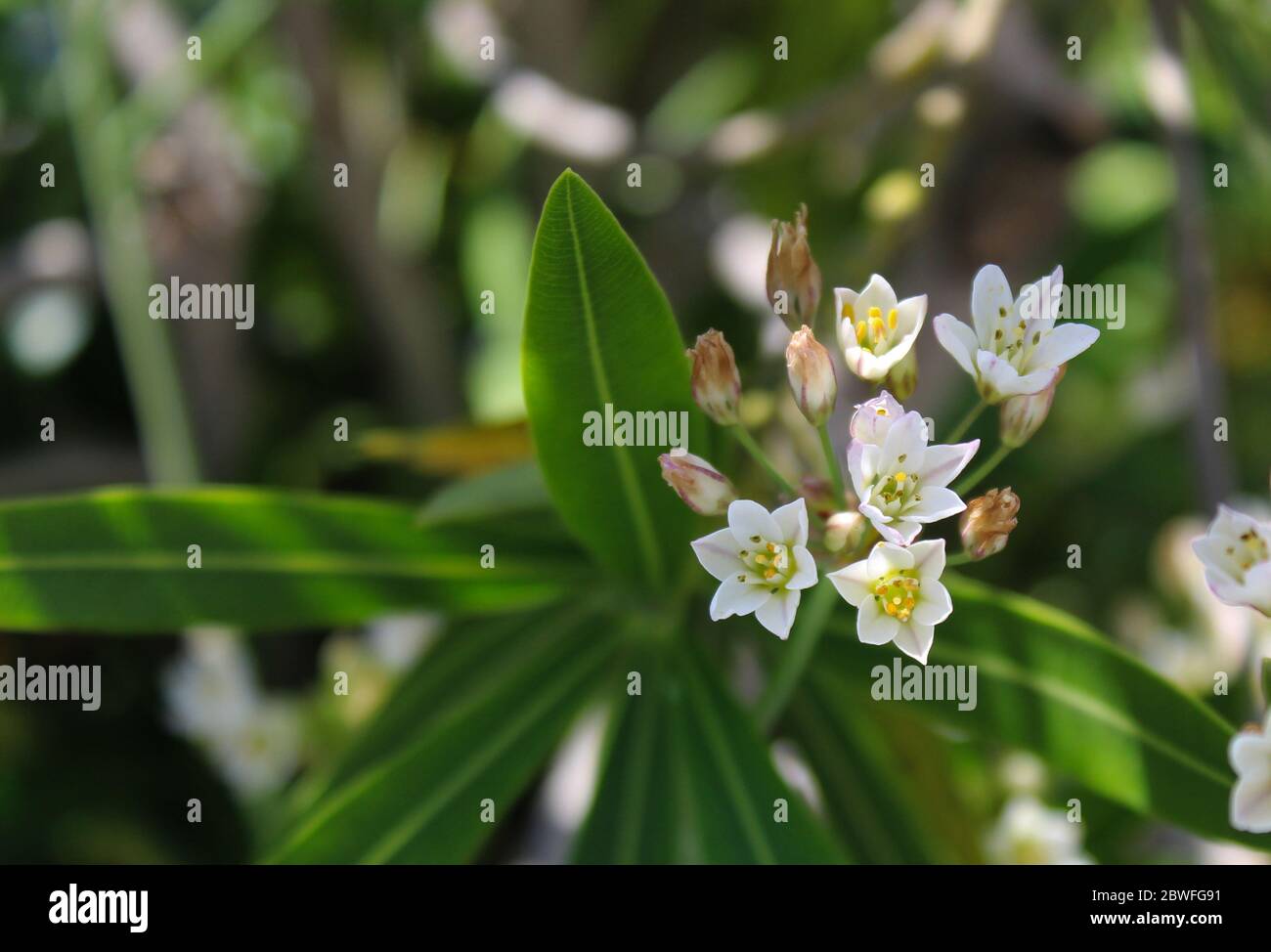 Jasmine or Arabian Jasmine in garden. A small twig of inflorescences of