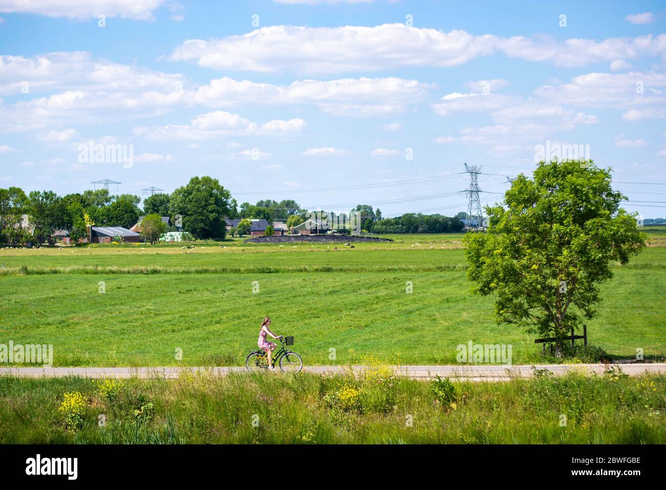Bike ride in the countryside. Woman wearing summer dress riding bicycle on rural road on a sunny day. Farms with farm animals in the background Stock Photo