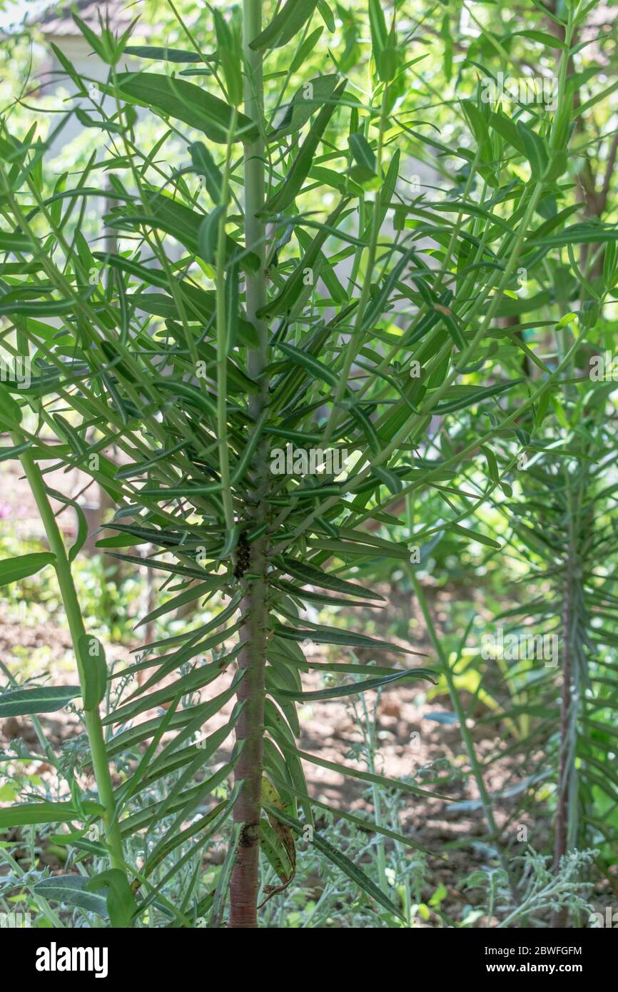 Gopher spurge in the garden,  Euphorbia lathyris Stock Photo