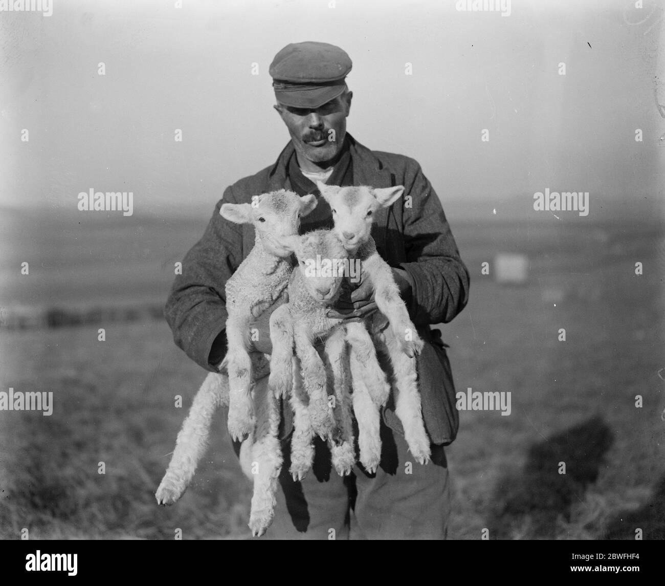 New arrivals in Wessex . Three - day old lambs of the famous Dorset Horned variety , born on the Maiden Castle Farm , Dorset , which is rented from the Prince of Wales . 1 December 1923 Stock Photo