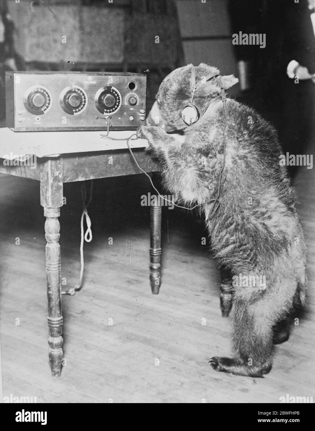 The Radio Bear . One of Breker ' s trained bears finds time in between performances at New York to listen in to a radio concert 23 February 1924 Stock Photo